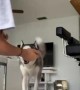 Smart husky can\'t be fooled by tricky hug