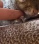 Walmer the Rescue Squirrel Waits for Scratches
