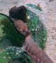Octopus Finds Refuge in Broken Bottle