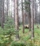 Close Encounter With a Grizzly Bear While Biking