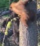 Bear Cubs Tussle Around the Tree Trunk