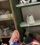 Snake Surprises Live Streamer by Slithering Out of Shoe