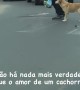 Kindhearted Dog Guides Disabled Owner Across the Street