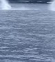 Whales Put on a Show for Surprised Divers