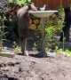Bear Cubs Visit Backyard to Drink From Bird Bath