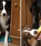 Dog\'s Priceless Reaction While Reluctantly Sharing With Puppy