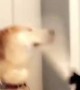 Dog\'s tail repeatedly hits other dog in the face