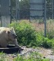 Bear splashes water just like a little kid