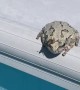 Frog Flicks Annoying Bug Into Pool
