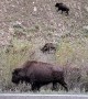 Bison and Babies Cross the River