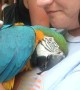 Parrot Cuddles Warm Woman's Heart