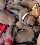 Girl Naps with Newborn Puppies
