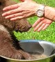 Endangered Baby Bear Plays in Water Bowl
