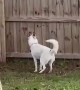 Husky Playfully Prances Like a Deer