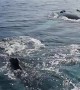 Humpback Whales Blow Bubble Net