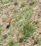 Baby Bison Struggling Uphill Makes it to the Top