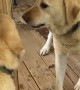 Labrador Finds New Enemy in Reflection