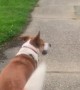 Dog Pushes Crosswalk for Owner