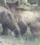 Family of Bears Scurry Across the Road