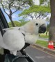 Koko the Cockatoo Windsurfing in Car