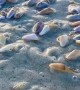 Coquina Clams Filtering Food From the Waves