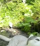 Husky Cools Off in Mountain Stream