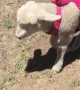 Lost Lamb Becomes Loyal Pack Member