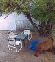 Bear Tries Foraging Empty Apple Tree