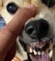 Dog's Growl Sounds Like Song