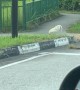 Chicken Crosses Road, Gets to Other Side