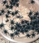 Tiny baby tarantulas all move in rhythm 