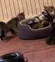 Dog Overwhelmed by Curious Kittens