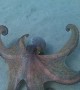 Beautiful Octopus Peruses along Ocean Floor