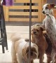 Doggy Teamwork Gets the Glass Door Open
