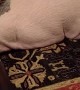 Rambunctious Kitties Play on a Pig