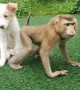 Monkey and Dog Make Unlikely Best Friends