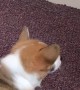 Feisty Corgi Puppy Battles Door Stopper