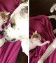 Dog Plays With Tiny Foster Kitten During Babysitting Duties