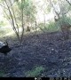 Superb Lyrebirds Mating Ritual