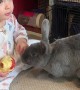 Rabbit Runs Away With Baby's Apple