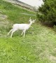 Rare Albino Deer Frolics in West Virginia