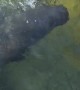 Friendly Manatee Stops in for a Sip