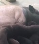 Puppies Try to Feed From Surrogate Pig