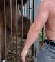 Bear Dances With His Human Friend