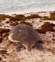 Rescuing an Exhausted Mama Sea Turtle
