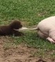 Tail Pulling Puppy Pesters Pot-Bellied Pig