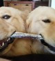 Sibling Doggies Sharing a Chew Toy