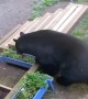 Woman Locked Outside as Bear Passes By