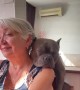 Bully Takes Big Nap on Grandma's Shoulder