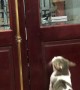 Clever Cat Called to Open Closed Door